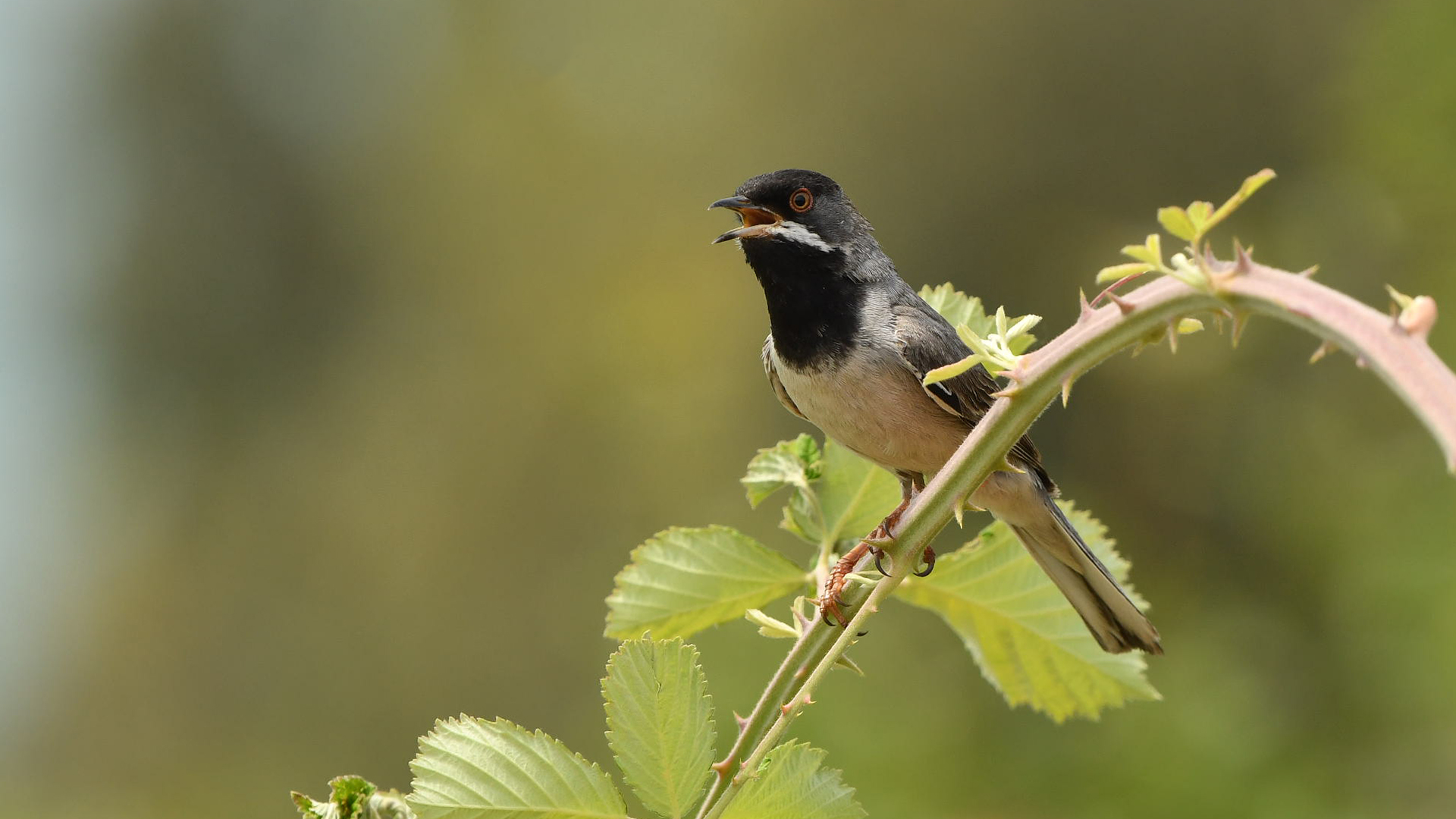 Rüppell's Warbler